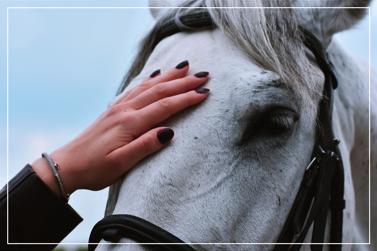 Learning to Heal With Equine Therapy